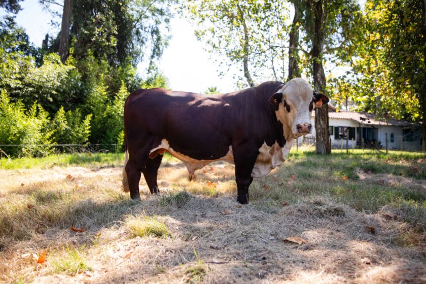 El toro Braford es un presente del ministro Fernando Mattos.