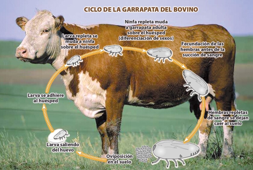 imagen-garrapatas-en-ganado-vacuno-page-0001.jpg