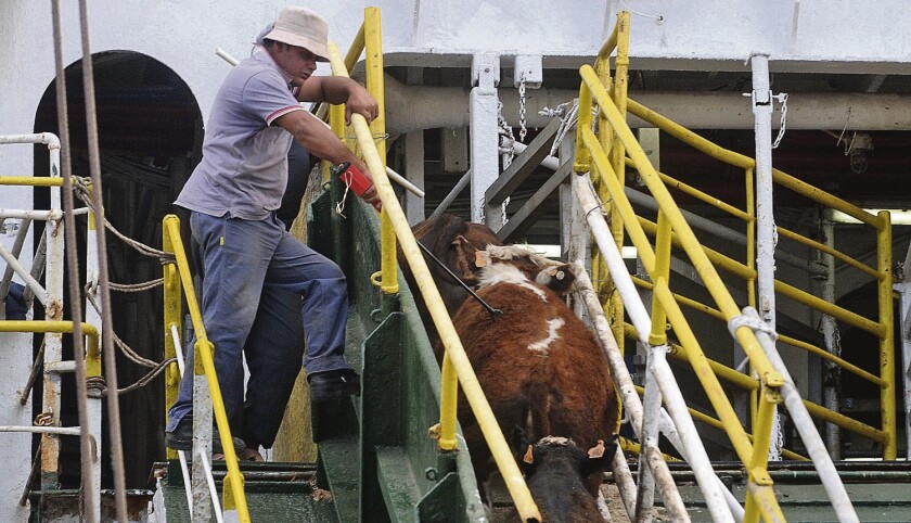Exportacion de ganado vacuno
