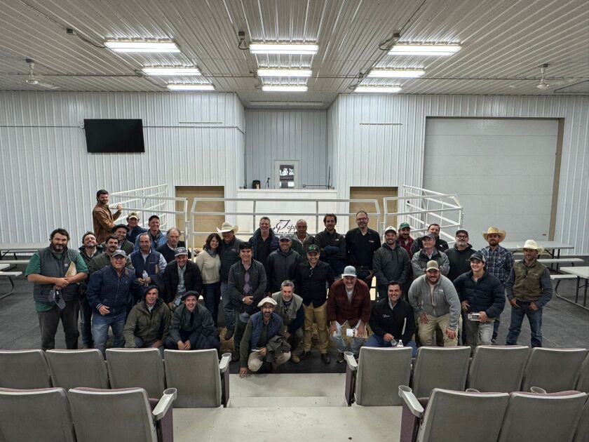 13 TOPP HEREFORDS.jpg