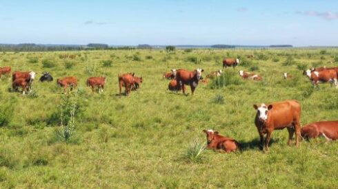 Mercado de campos.jpg