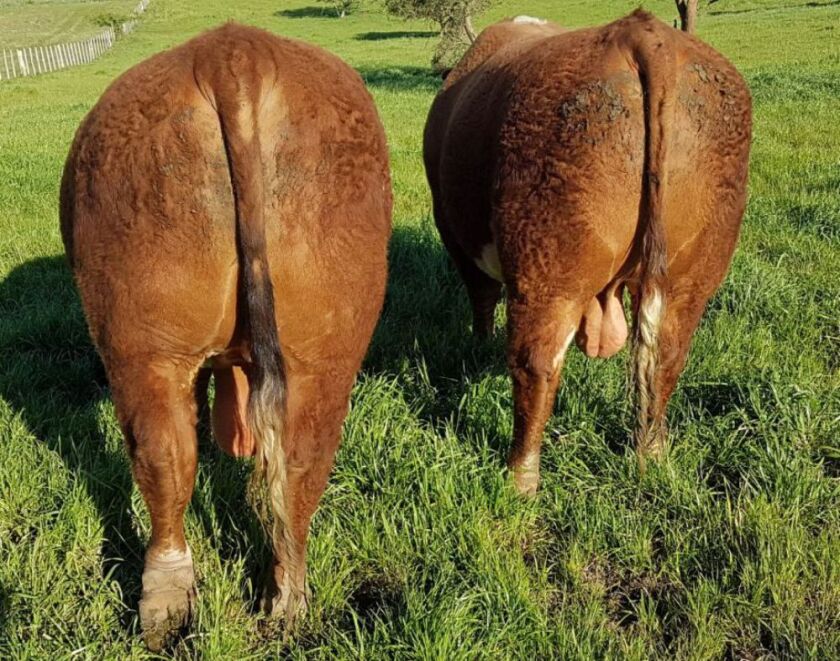 Previa Tupambaé.jpg