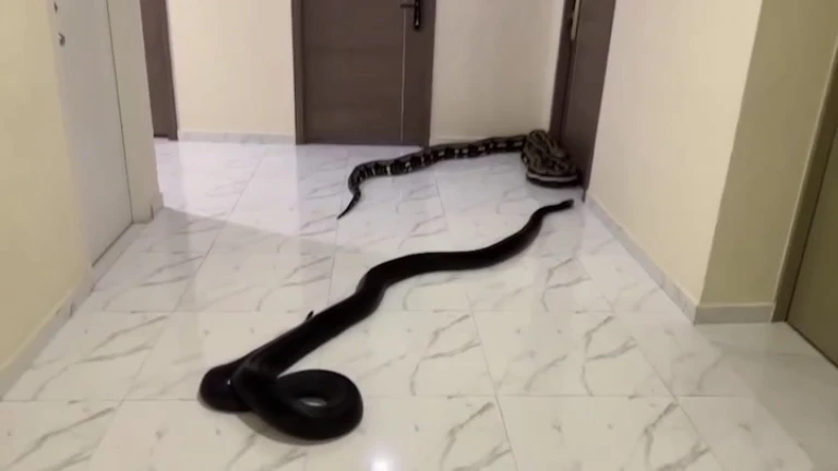 Soltaron dos serpientes en el pasillo de un edificio 