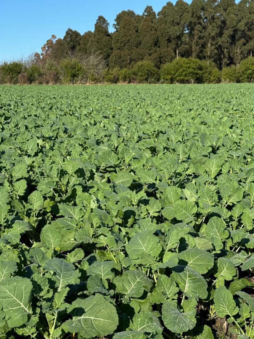 Carinata