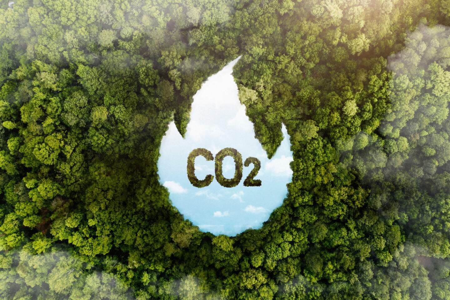 Vista de los árboles de un bosque verde con CO2