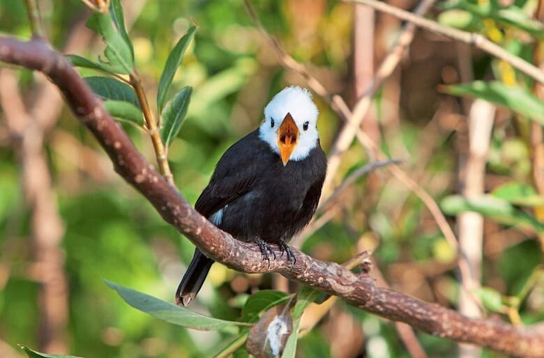 Los esteros de Iberá son lugares ideales para la observación de aves.