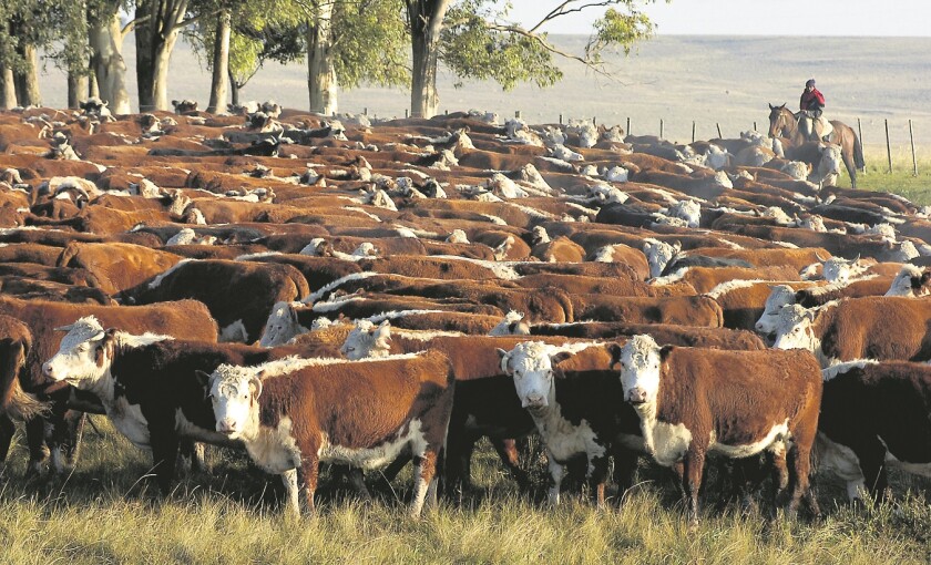 Ganado vacuno, ganado Hereford, vacas , campo, en Durazno, nd 20070531, foto Ariel Colmegna, Archivo El Pais