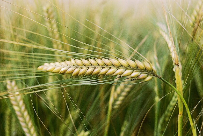 SYNGENTA SHARES RISE