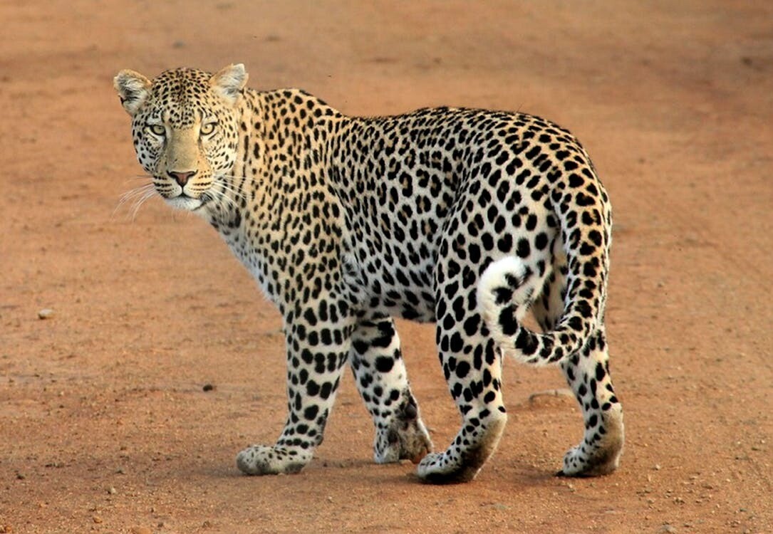 Leopardo.