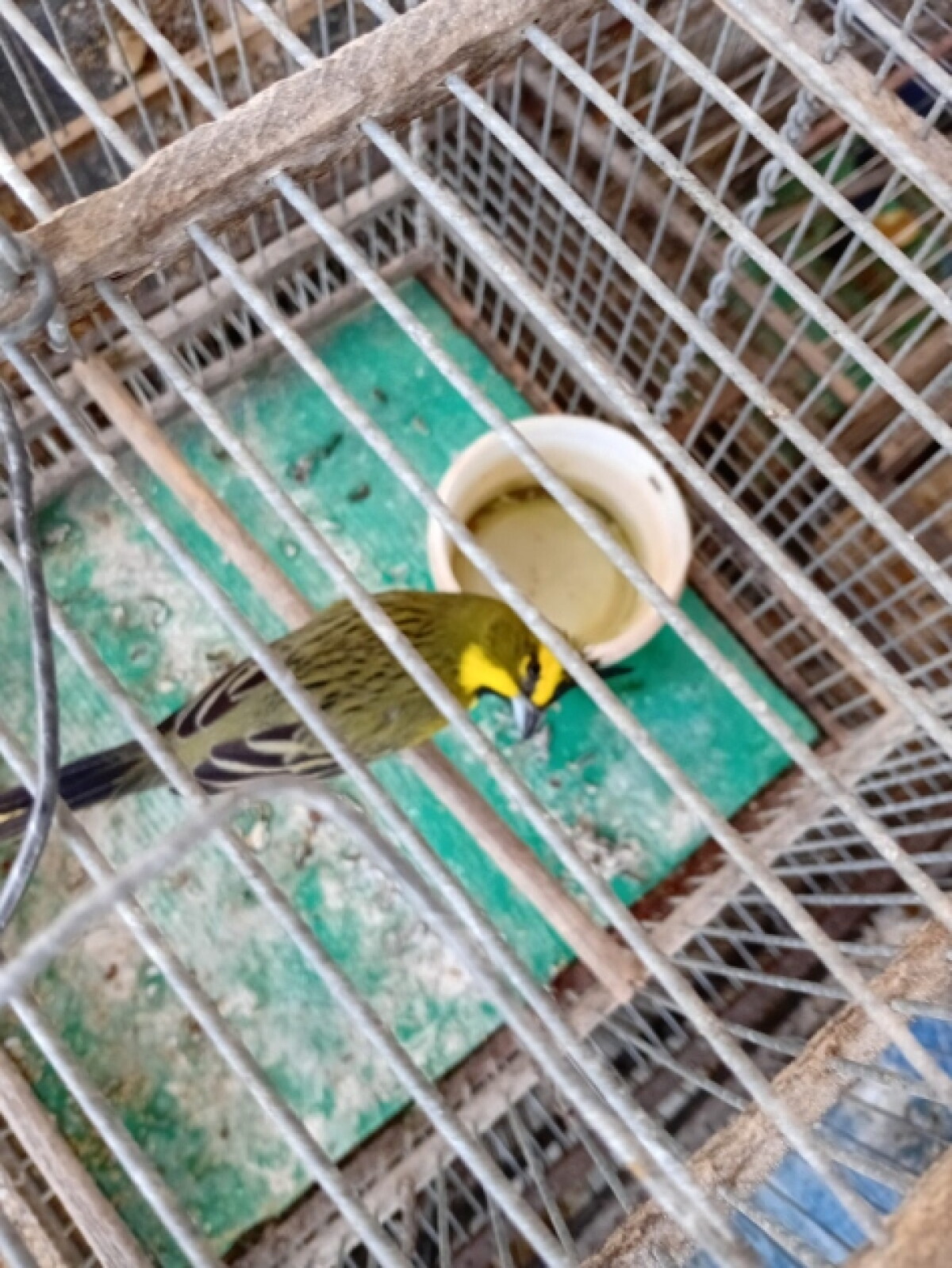 Ave rescatada en el departamento de Lavalleja.