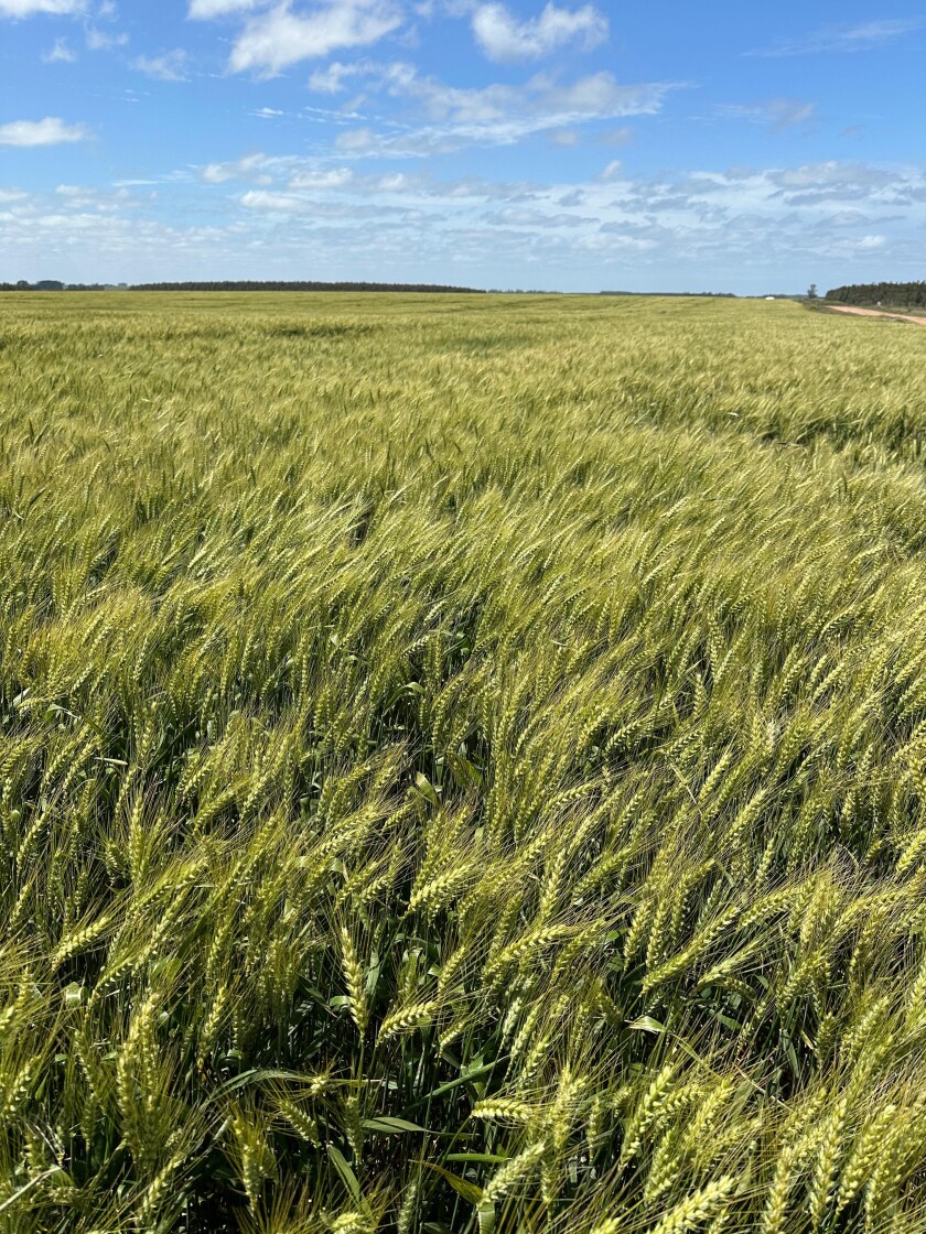 Trigo en Uruguay