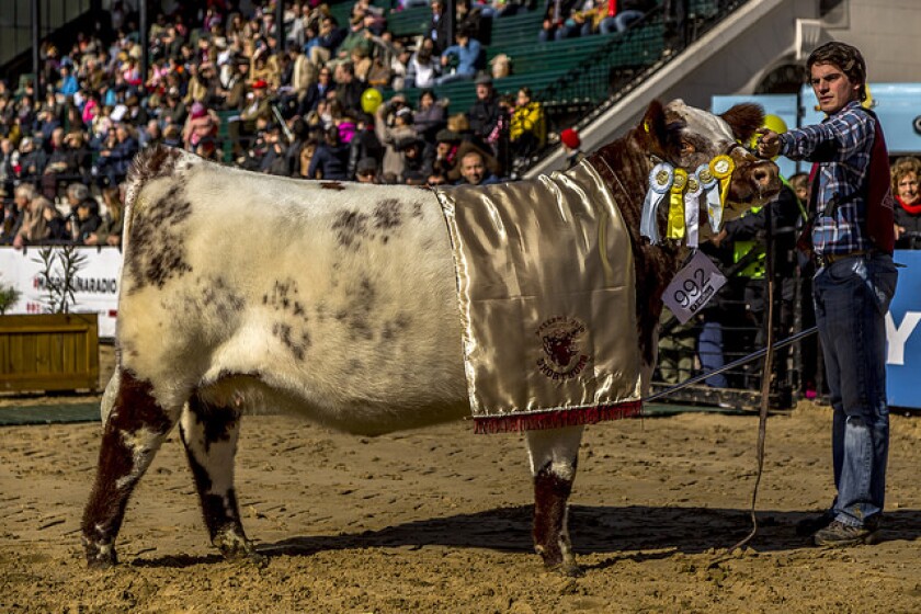 gran-campeona-shorthorn.jpg