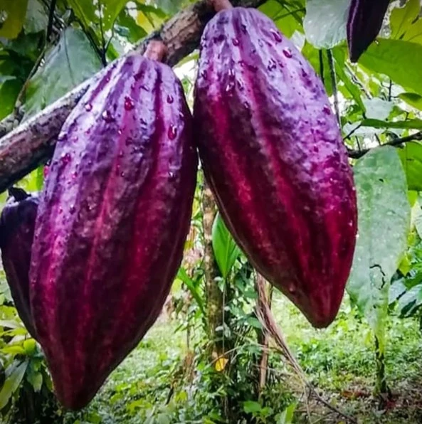De la Amazonia a Uruguay: el cacao morado que busca ganar mercado