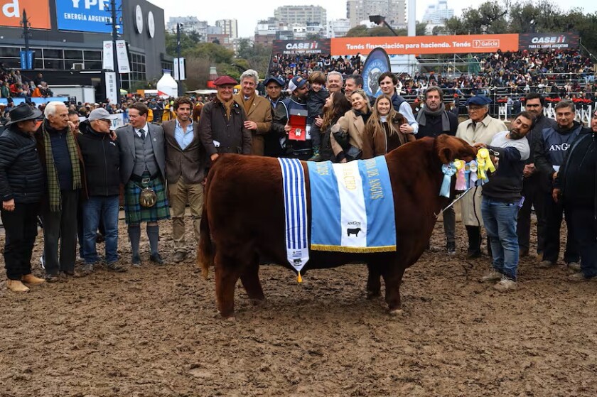 GC Angus .jpg