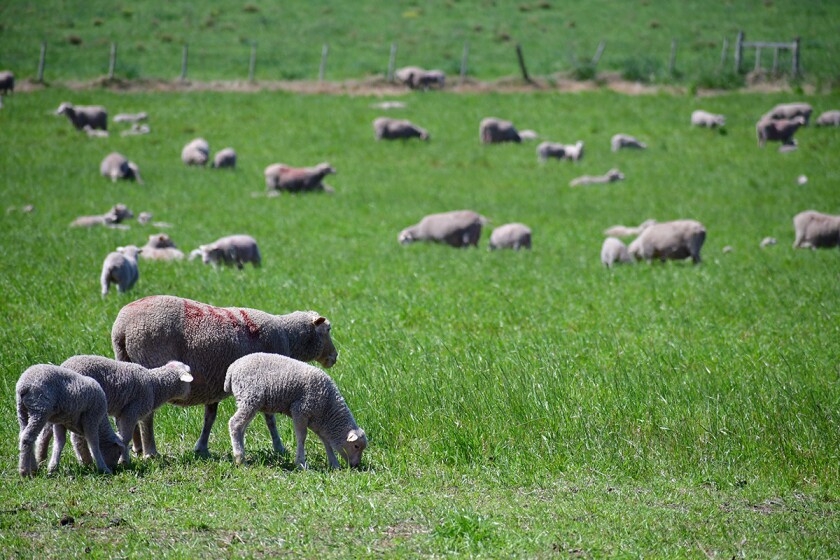 Lana, lanas. Foto: INIA