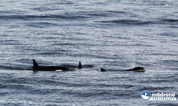 Orcas en la costa de La Paloma