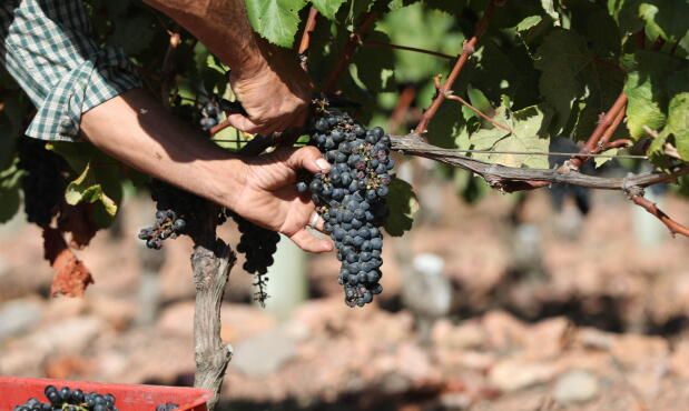 Mosto: el precio por tonelada para que el proyecto sea rentable debería ser de US$ 2.966,8