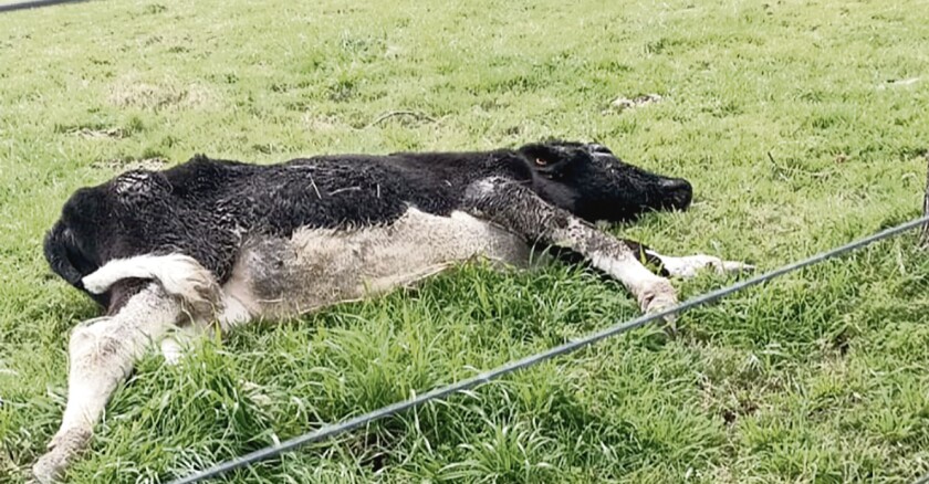 Productores y la Facultad de Veterinaria buscan conocer el origen de la situación.jpg