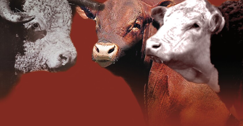 Previa Los Novilleros