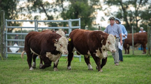 Expo Nacional Hereford 2025  - Alex Gerontakis-098926064 -