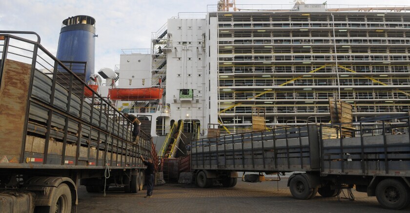 Exportación de ganado en pie