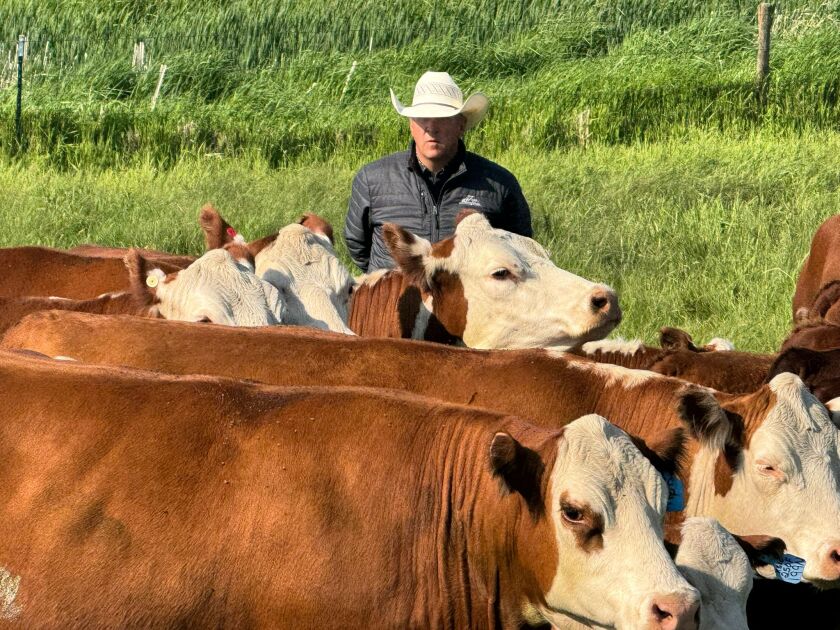 13 TOPP HEREFORDS (2).jpg