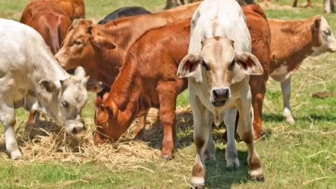 australia vacas.jpg