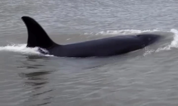 Orcas navengando en costa de La Paloma