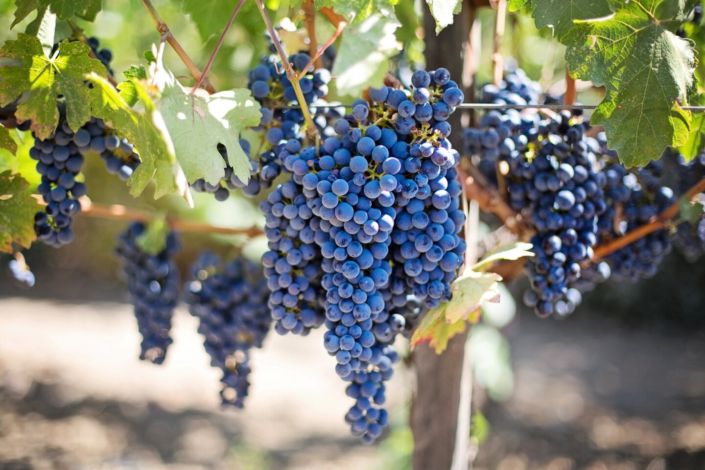 uvas.jpg