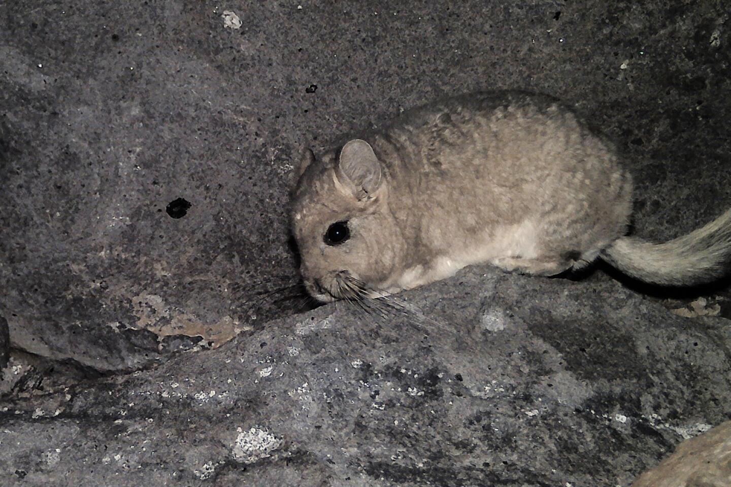 Greenpeace Chile alerta de la posible extinción de tres especies acechadas por la minería