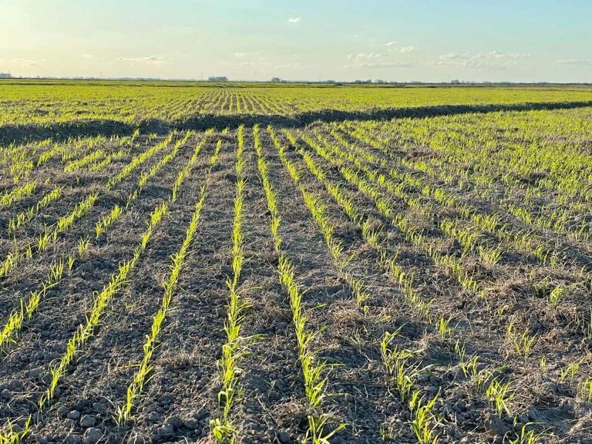 Arroz: mejoras en el precio internacional y una siembra que alcanza el 89% de avance para las 155.880 hás proyectadas