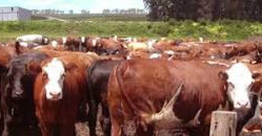 En novillos es el mejor de los últimos 20 años.