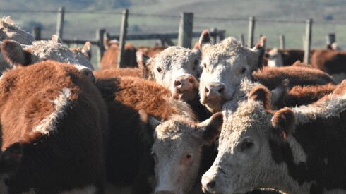 Ganado Hereford.