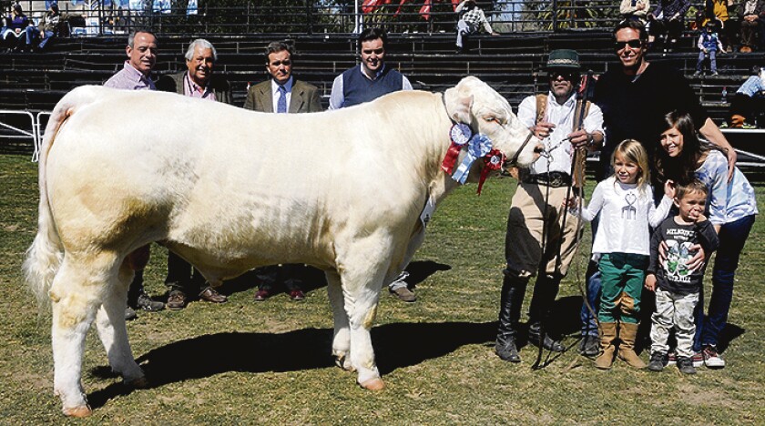 Charolais