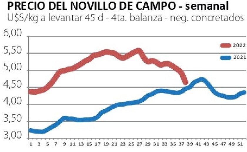 novillo de campo.jpg