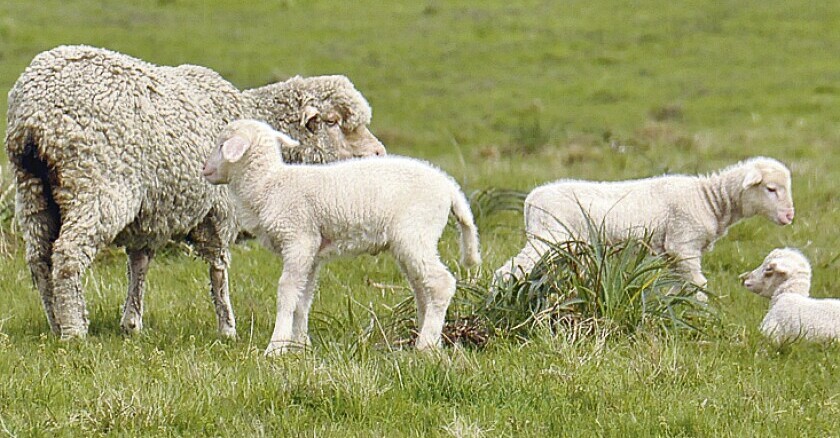 Hay que explotar al máximo el potencial de señalada en cada establecimiento.