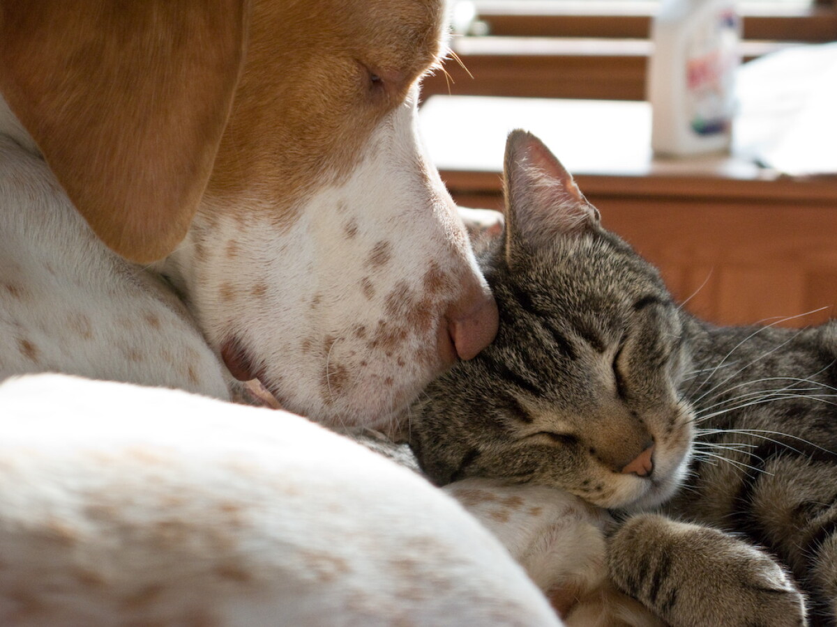 Perro y gato