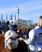 El Gran Campeón Polled Hereford en Expo Rural Prado 2024 fue para La Hormiga