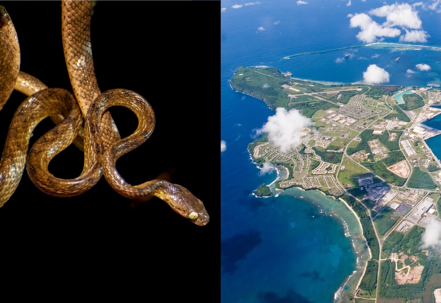 La isla de Guam, territorio de Estados Unidos, junto a una serpiente.