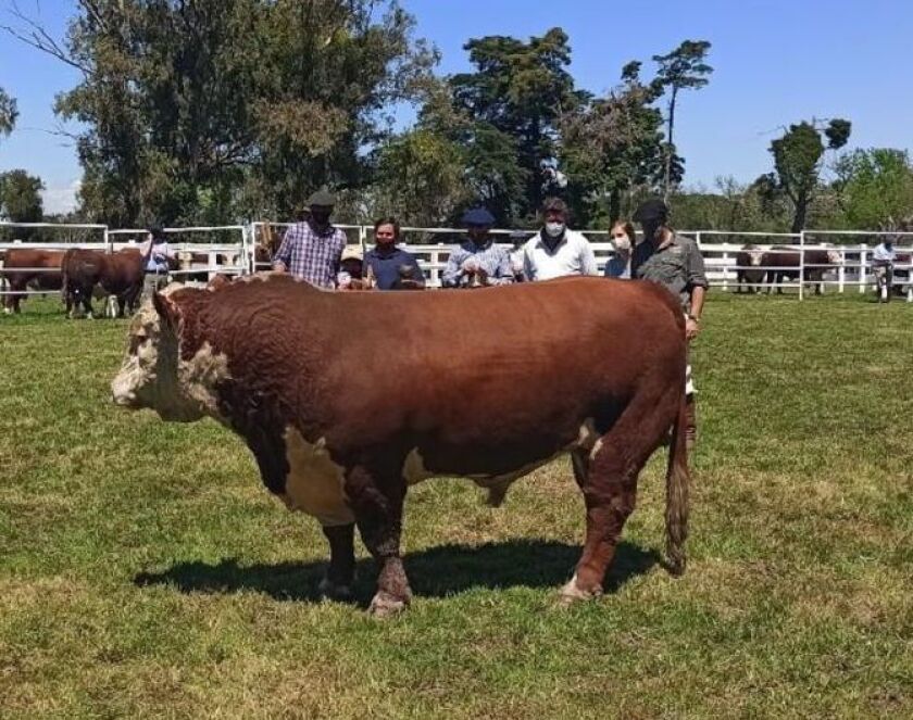 copa-de-honor-hereford.jpg