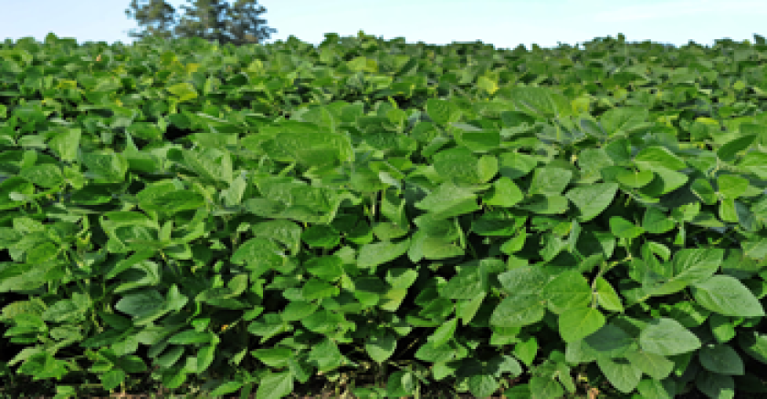 Cultivo de soja.