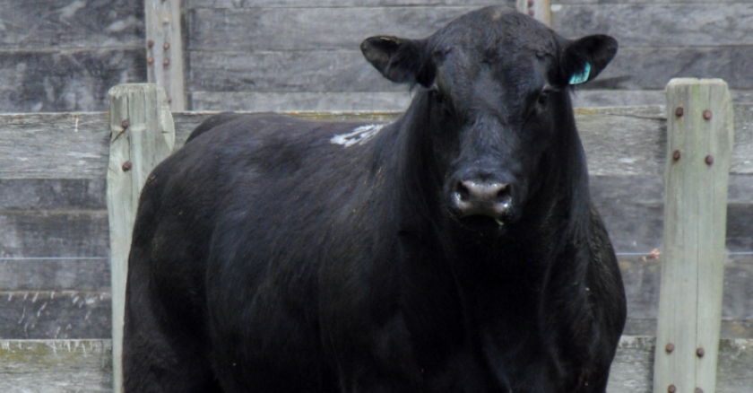 Angus Establecimiento Capela.
