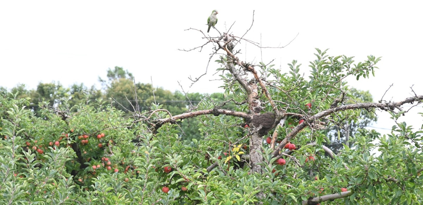 Juez desestimó acción de amparo de animalistas contra campaña anti cotorras que quiere lanzar el gobierno