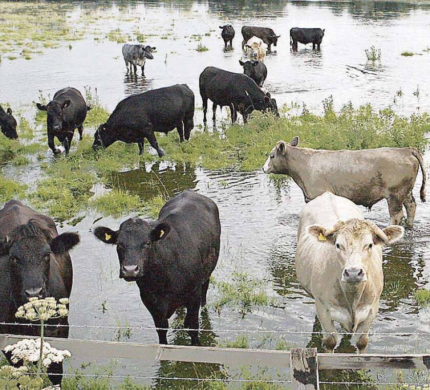 AFP - BRITAIN-WEATHER-FLOODS-OXFORD - DIS - Cattle move to higher areas of the field as flood waters continue to rise in the areas near Blackbird Leys in Oxfordshire, central England, 23 July 2007. With the Environment Agency issuing flood alerts for towns and villages throughout Central and Western England, many homes are submerged and are currently without water or electricity. AFP PHOTO/LEON NEAL BRITAIN-WEATHER-FLOODS-OXFORD - Oxford - Oxfordshire - UNITED KINGDOM - BL. INUNDACION , CAMPO INUNDADO , CERCA, GANADO VACUNO, VACAS