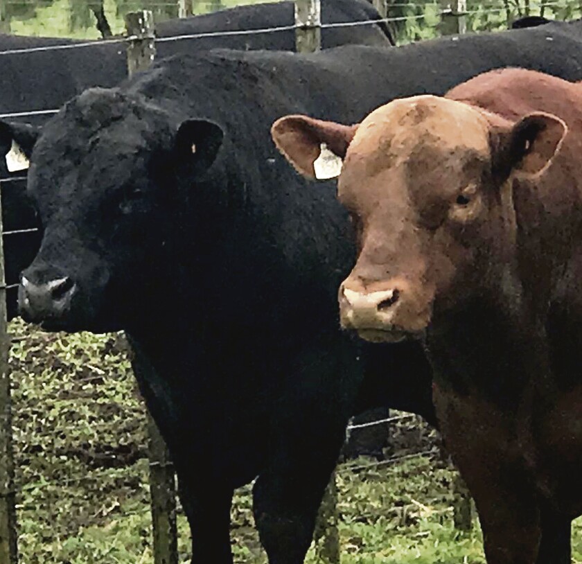 toros-angus.jpg