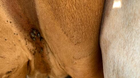 Garrapata, ganado con garrapata