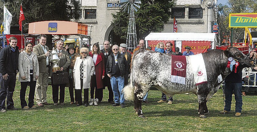 Shorthorn