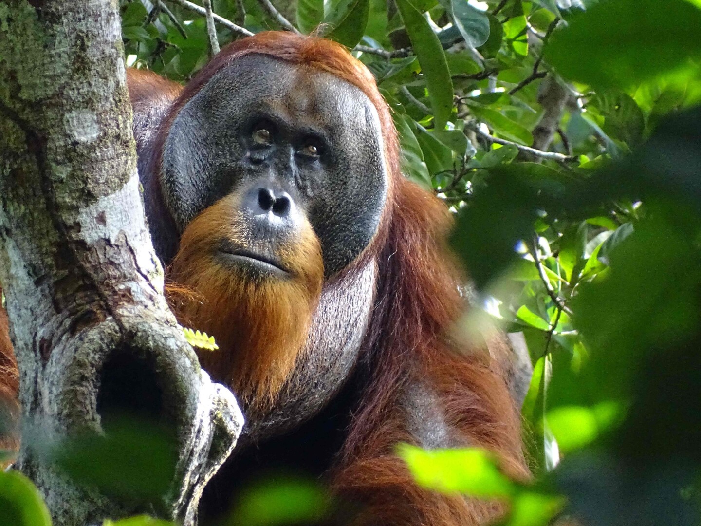 Rakus, el orangután.