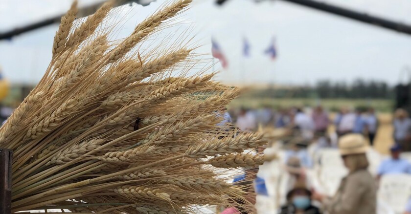 Inauguración oficial de la cosecha de trigo