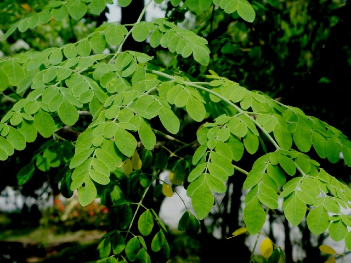 La moringa, una planta poco conocida que ayuda a prevenir el envejecimiento  prematuro - EL PAÍS Uruguay